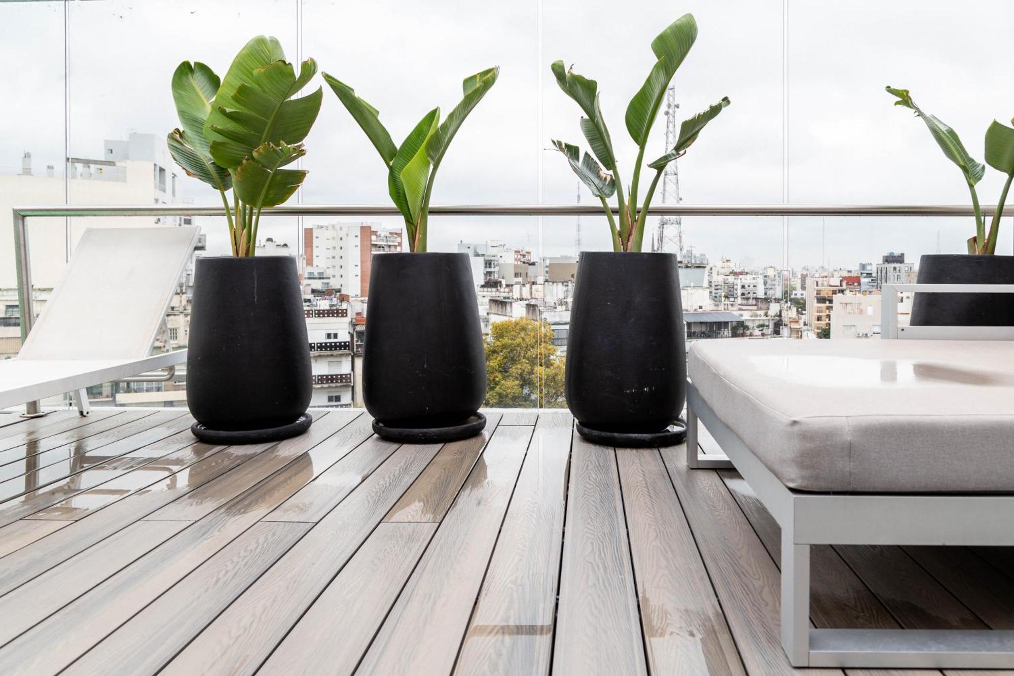 Alpinia Deluxe *